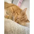 れいれい|新宿区 歌舞伎町のガールズバー|悪魔狂(アクマニア)