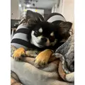柏木 唯愛|名古屋市 中区錦の姉キャバクラ|ジュリアナ()