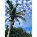 ハク|海部郡 蟹江町錦のキャバクラ|carthago(カルタゴ)