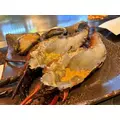 桜乃 咲美|札幌市 すすきののニュークラブ|Fillia(フィリア)