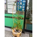 カレン|さいたま市 大宮区仲町のキャバクラ|ai(アイ)