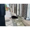 白咲 澪|札幌市 すすきののニュークラブ|Fillia(フィリア)
