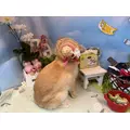 セナ|さいたま市 大宮区仲町のキャバクラ|ai(アイ)