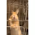 セナ|さいたま市 大宮区仲町のキャバクラ|ai(アイ)