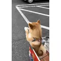 あかね|小田原市 栄町のガールズバー|& Co.(アンドコー)