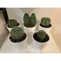 ゆうか|小田原市 栄町のガールズバー|& Co.(アンドコー)