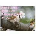 藤本 祐子ママ|長崎市 船大工町のスナック|咲耶(サクヤ)