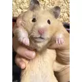 マヤ|さいたま市 大宮区仲町のキャバクラ|ai(アイ)