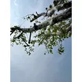 咲良 水月|札幌市 すすきののニュークラブ|Fillia(フィリア)
