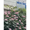 ハク|海部郡 蟹江町錦のキャバクラ|carthago(カルタゴ)
