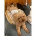 美波 あいか|札幌市 すすきののニュークラブ|Fillia(フィリア)