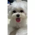 ゆきの|新宿区 歌舞伎町のラウンジ|LP TOKYO(エルピー トウキョウ)