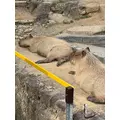 立花 ちか|浜松市 中央区千歳町のラウンジ|Dal Segno(ダルセーニョ)