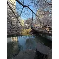 姫乃 みゆな|札幌市 中央区南のニュークラブ|Leicester(レスター)