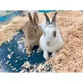 ユズ|さいたま市 大宮区仲町のキャバクラ|ai(アイ)