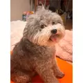 うづき ふうか|札幌市 すすきののニュークラブ|Fillia(フィリア)