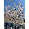 美咲 ゆい|名古屋市 中区錦のキャバクラ|KAGERO(カゲロウ)