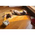 椿|都城市 牟田町のキャバクラ|Jardin(ハルディン)