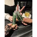 ちぃ|長崎市 船大工町のガールズバー|Gradation(グラデーション)