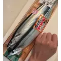 涼風 あき|札幌市 すすきののニュークラブ|Fillia(フィリア)