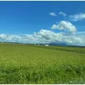 成海 まお|札幌市 すすきののニュークラブ|凛()