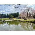 咲良 水月|札幌市 すすきののニュークラブ|Fillia(フィリア)
