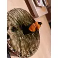 いおり|渋谷区 宇田川町のキャバクラ|BABEL(バベル)