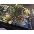 七星 夏純|旭川市 4条通のニュークラブ|Four Season(フォーシーズン)