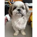 桜乃 なつ|札幌市 すすきののニュークラブ|桃李(トウリ)