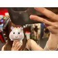 ココ|大阪市 中央区難波のガールズバー|焼肉とバニーガール(ヤキニクトバニーガール)