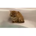 ゆな|海部郡 蟹江町錦のキャバクラ|carthago(カルタゴ)