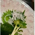 ひな|千代田区 内神田のキャバクラ|Lu's Luxe Lounge(ルーズリュクスラウンジ)