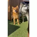 ふうか|船橋市 西船のキャバクラ|西船橋 Vellugue(西船橋 ヴェルージュ)