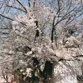 成海 まお|札幌市 すすきののニュークラブ|凛()