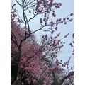 成海 まお|札幌市 すすきののニュークラブ|凛()