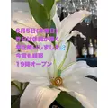 藤本 祐子ママ|長崎市 船大工町のスナック|咲耶(サクヤ)