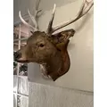 ゆきの|新宿区 歌舞伎町のラウンジ|LP TOKYO(エルピー トウキョウ)