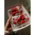 せいか|船橋市 本町のキャバクラ|Donfin(ドンフィン)