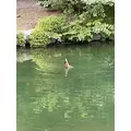成海 まお|札幌市 すすきののニュークラブ|凛()