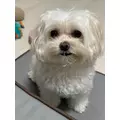ゆきの|新宿区 歌舞伎町のラウンジ|LP TOKYO(エルピー トウキョウ)