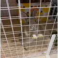 リリカ|さいたま市 大宮区仲町のキャバクラ|ai(アイ)