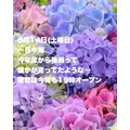 藤本 祐子ママ|長崎市 船大工町のスナック|咲耶(サクヤ)