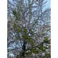 美咲 のばら|札幌市 中央区南のニュークラブ|Leicester(レスター)