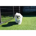 涼風 あき|札幌市 すすきののニュークラブ|Fillia(フィリア)