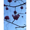 柊 まりん|札幌市 すすきののニュークラブ|Fillia(フィリア)