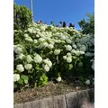 るい|小山市 駅東通りのキャバクラ|CIEL(シエル)