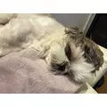 桜乃 なつ|札幌市 すすきののニュークラブ|桃李(トウリ)
