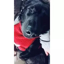 りえ