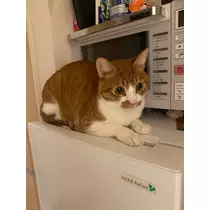 ゆり