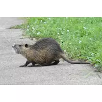 エミ (スタッフ)